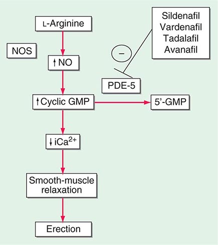 viagra mechanism of action