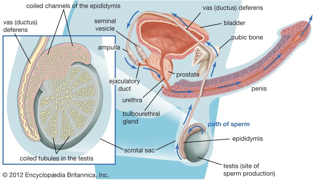 erection mechanism